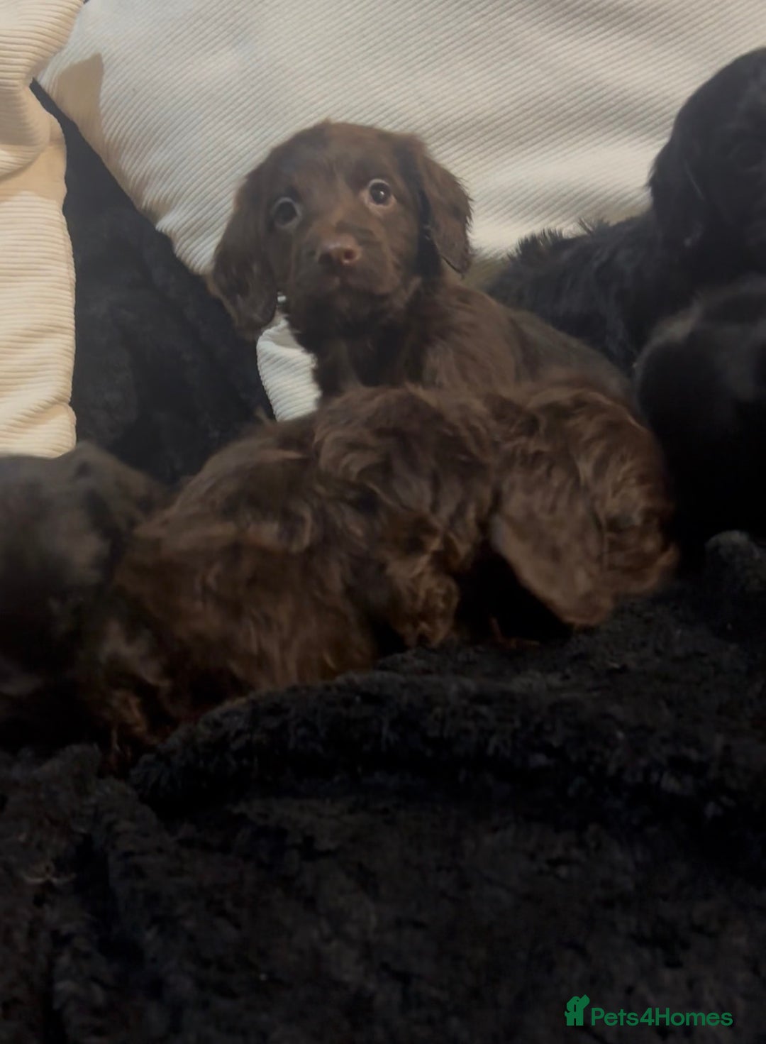 Cockapoo dogs for sale: Adorable F1B Cockapoos❤️💙 🐾 - Advert 32