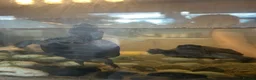 Turtle reptiles for sale: 3x Reeves turtles with tank in Rayleigh - Advert 4