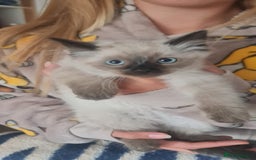 Ragdoll cats for sale: 2 Boys 2 Girls - Image 4