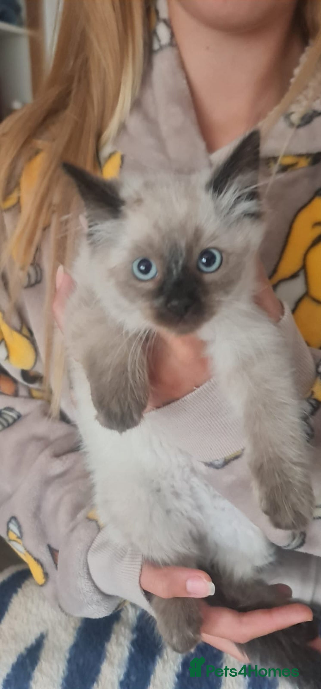 Ragdoll cats for sale: 2 Boys 2 Girls - Image 4