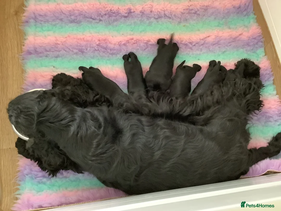 Cocker Spaniel dogs for sale: Show type cocker spaniels - Advert 4
