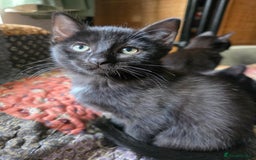 Ragdoll cats for sale: Beautiful Ragdoll X kittens - Image 5