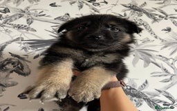 German Shepherd dogs for sale: German shepherd puppies  - Image 21