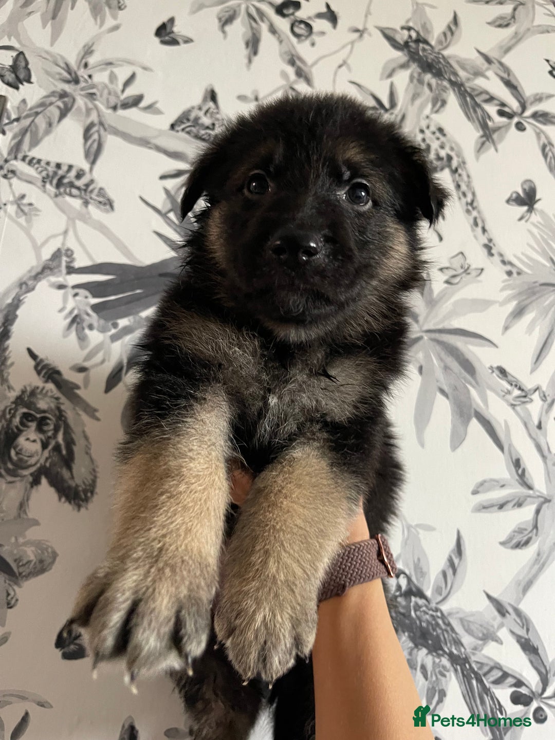 German Shepherd dogs for sale: German shepherd puppies  - Image 21
