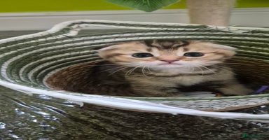 Scottish Fold cats - Advert 2