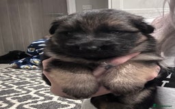 German Shepherd dogs for sale: Beautiful purebred German shepherd puppies - Image 25