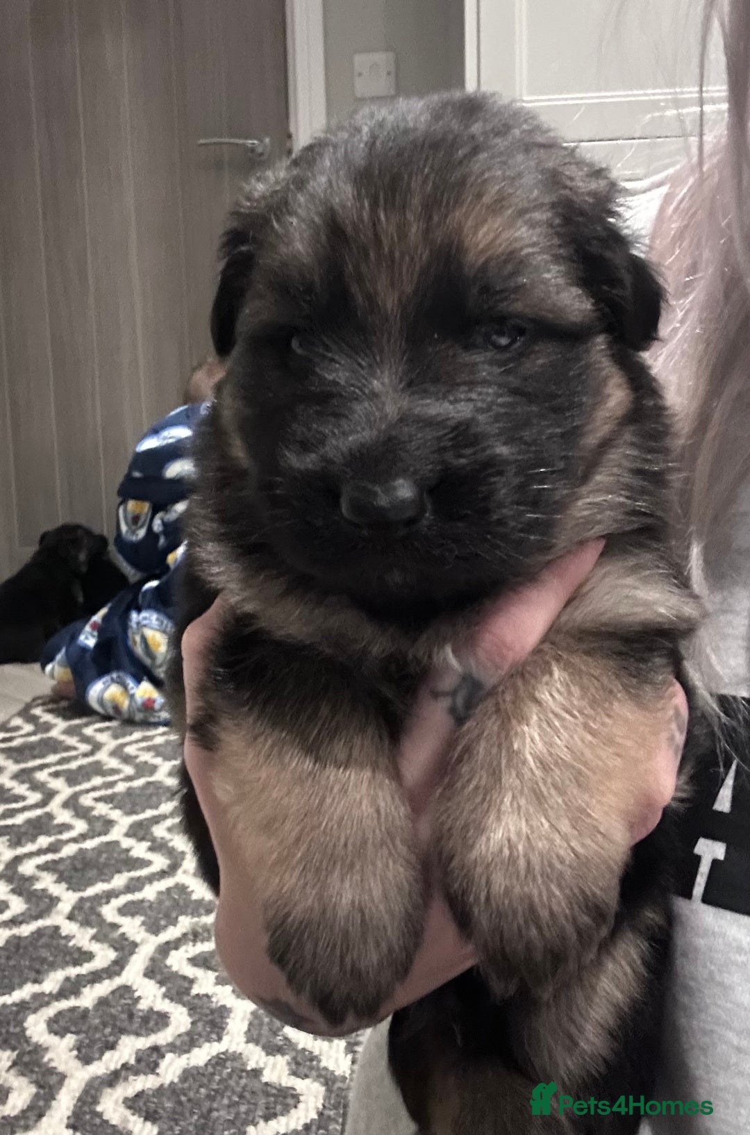 German Shepherd dogs for sale: Beautiful purebred German shepherd puppies - Image 25