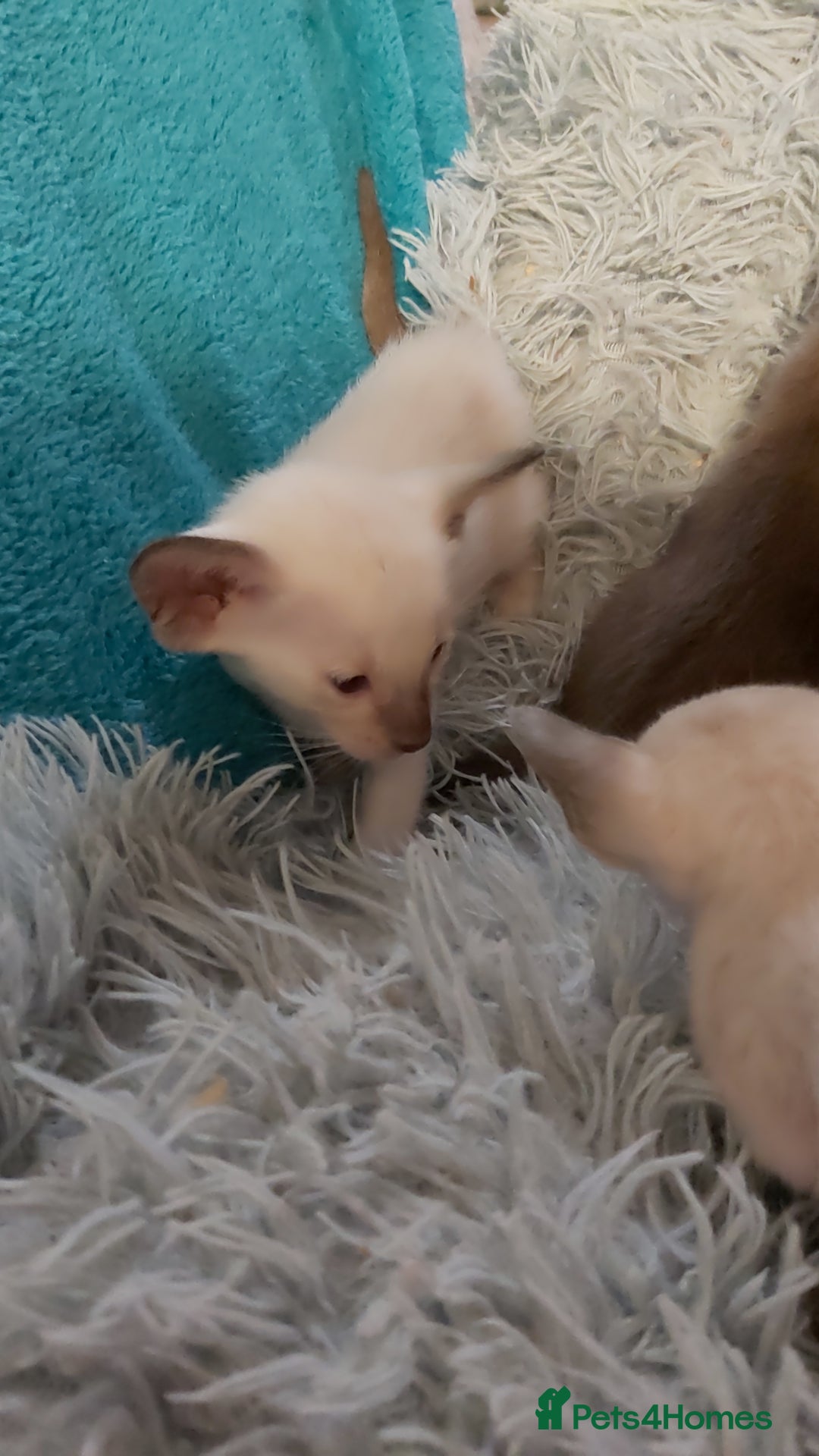 Oriental cats for sale: Full Pedigree Oriental 6 Kittens XL size ears GCCF - Image 12