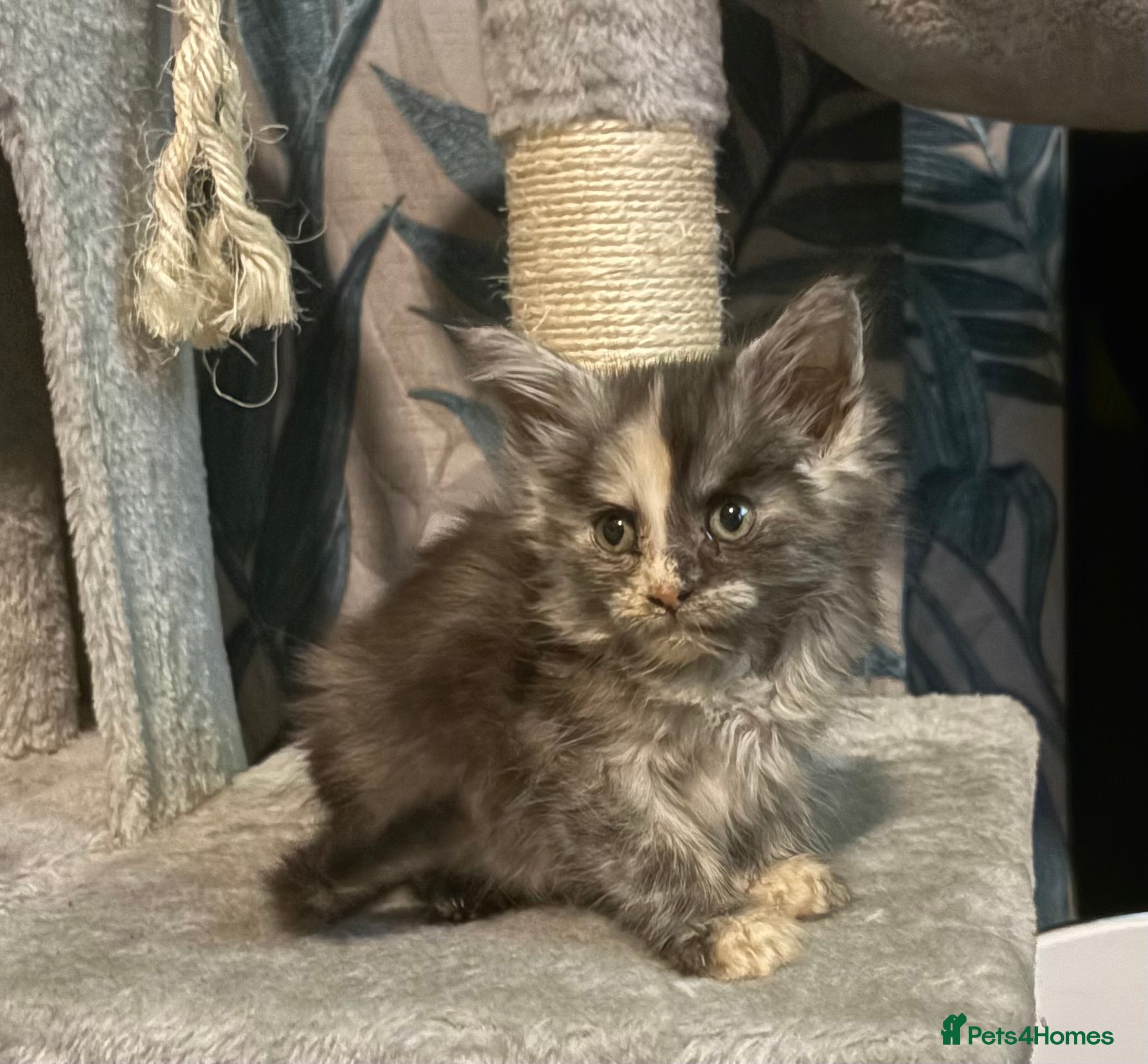 Maine Coon cats  Gorgeous Maincoon kittens girl  - Advert 10