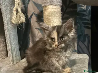 Maine Coon cats Gorgeous Maincoon kittens girl - Advert 10