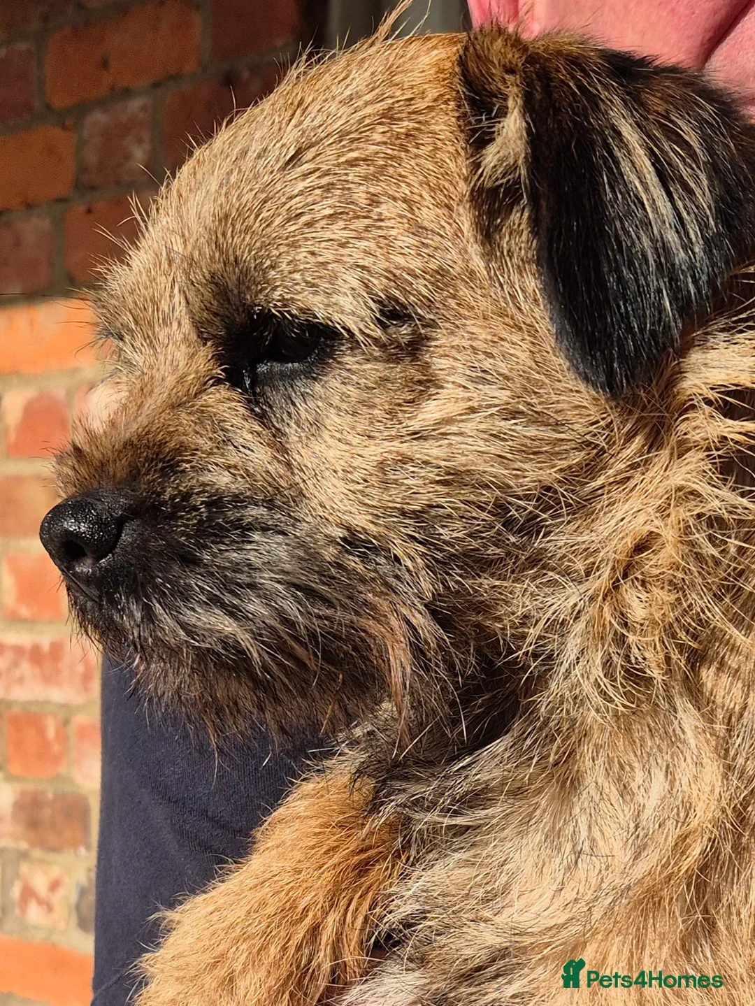 Border Terrier dogs for stud: KC reg Slem clear Border Terrier stud dog - Advert 2