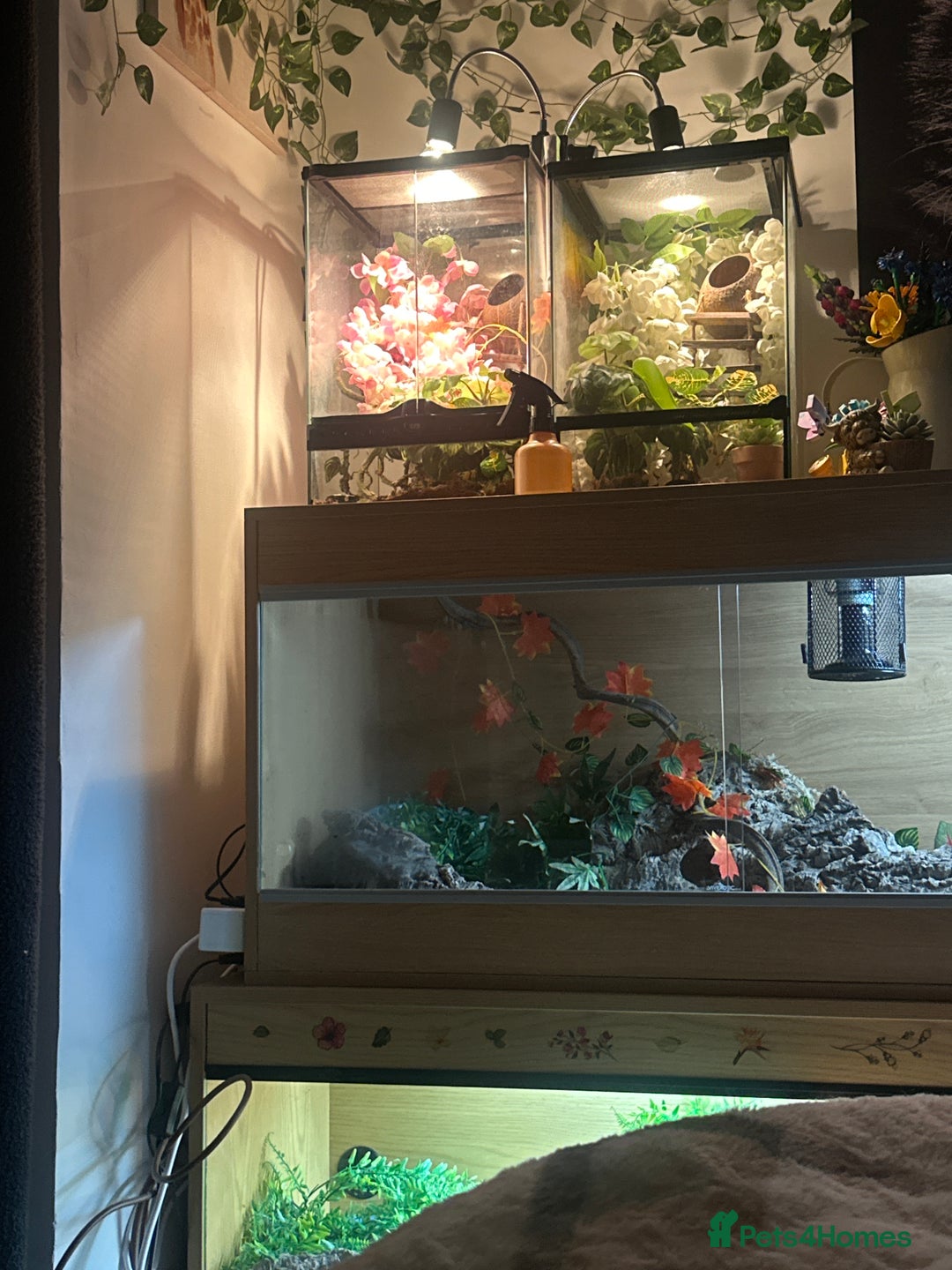 Gecko reptiles for sale: Crested gecko  - Advert 4