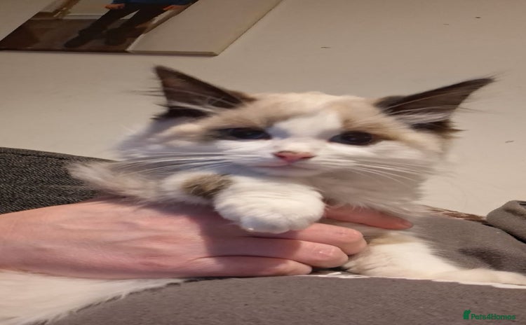 Ragdoll cats - Advert 1