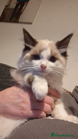 Ragdoll cats - Advert 1