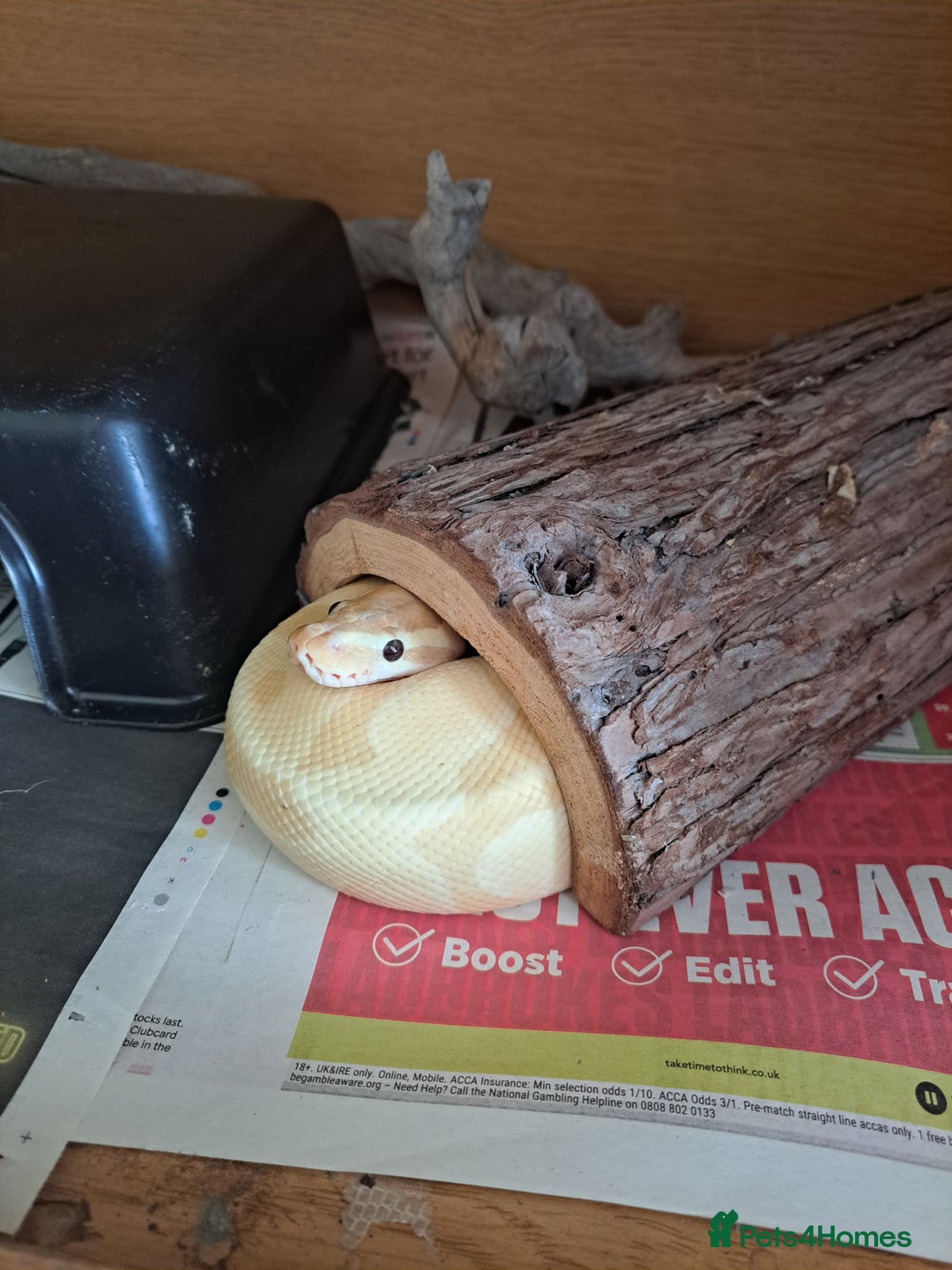 Python Snake reptiles for sale: Banana enchi ball python  - Image 2