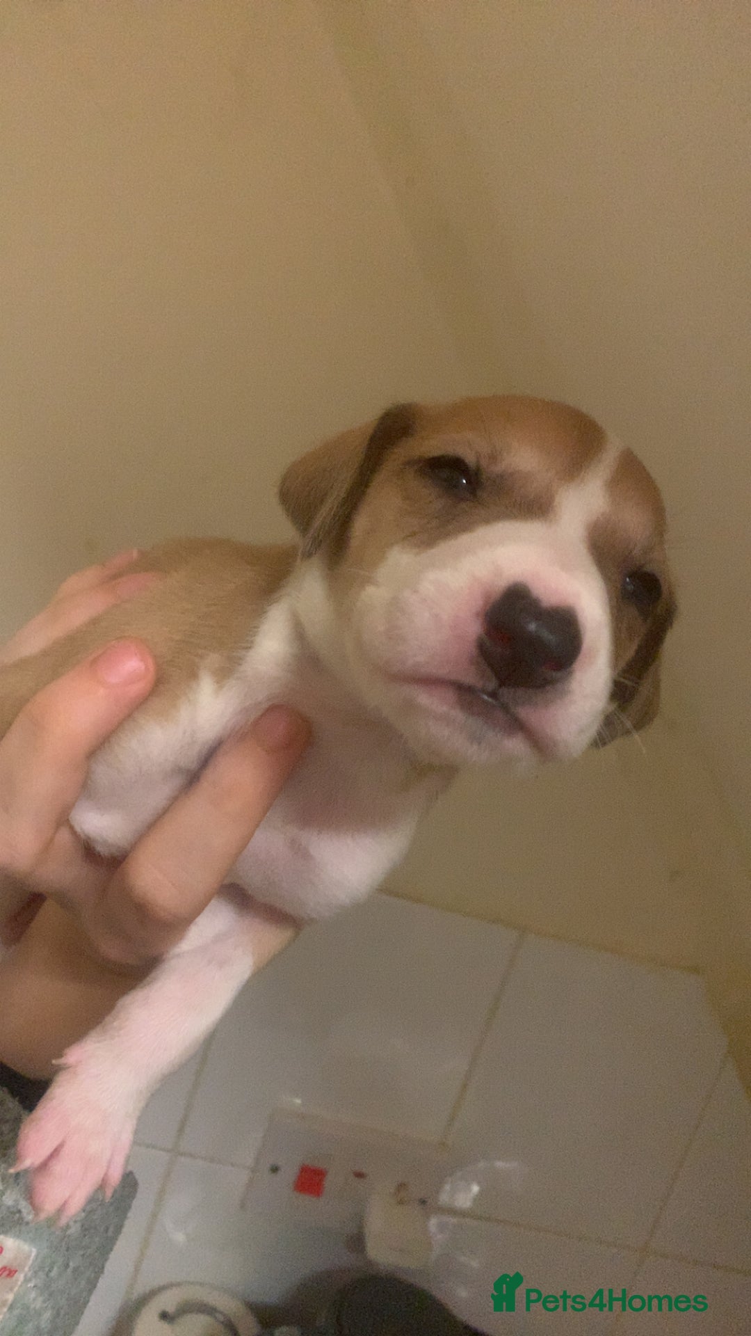 Mixed Breed dogs for sale: Merle Saluki Bull Collie Greyhound - Advert 8