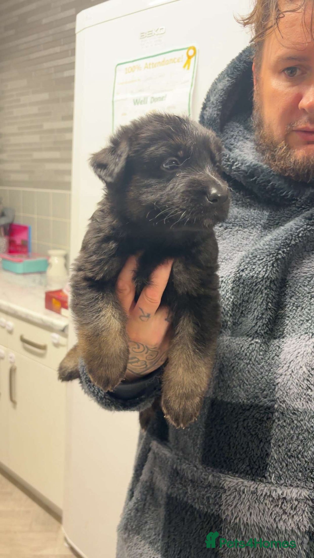 German Shepherd dogs for sale: German shepherd puppies  - Image 7