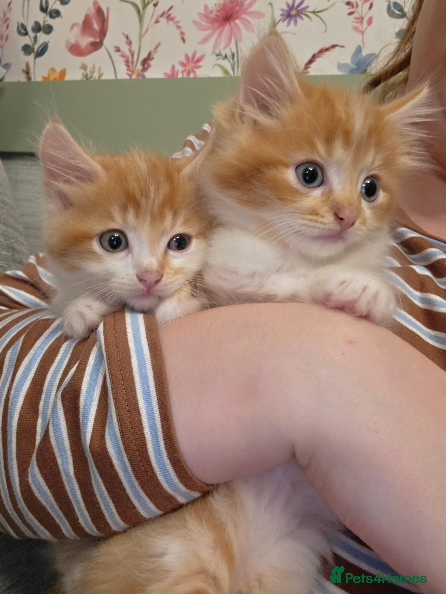 Mixed Breed cats Two Ginger boy kittens  - Advert 1