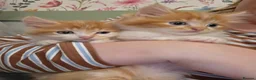 Mixed Breed cats for sale: Two Ginger boy kittens  - Advert 1