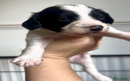 Cockapoo dogs for sale: 3 remaining Cockapoos looking for homes - Advert 7