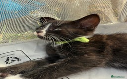 Mixed Breed cats for sale: Litter of Kittens For Sale - only 1 Male left in Dunstable - Image 2