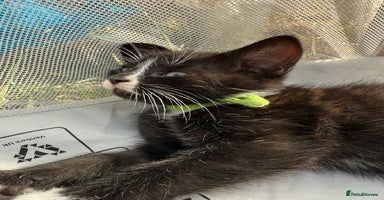 Mixed Breed cats in Dunstable - Advert 11
