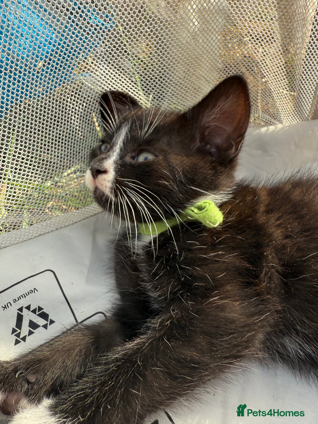 Mixed Breed cats for sale: Litter of Kittens For Sale - only 1 Male left in Dunstable - Image 2