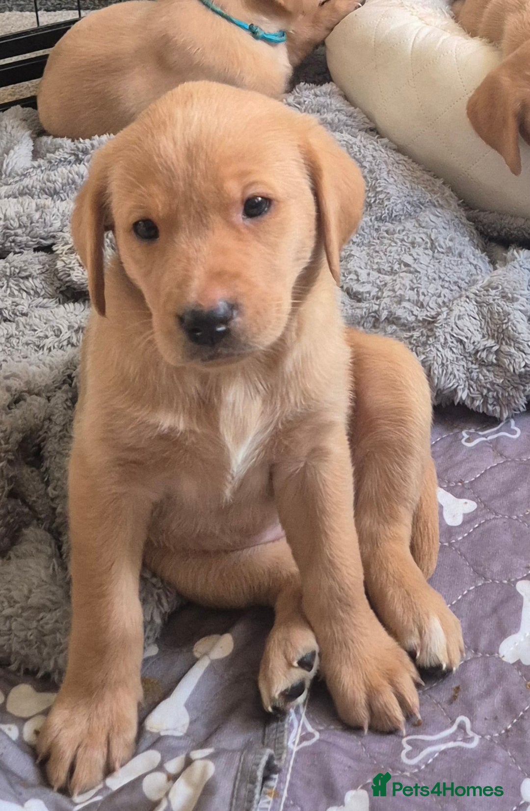Labrador Retriever dogs for sale: Kc registered fox red puppies champion bloodlines  - Advert 3