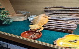 Bearded Dragon reptiles for sale: Bearded dragon - Advert 3