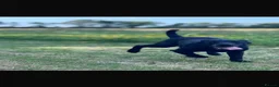Labrador Retriever dogs for sale: beautiful black lab  - Advert 2