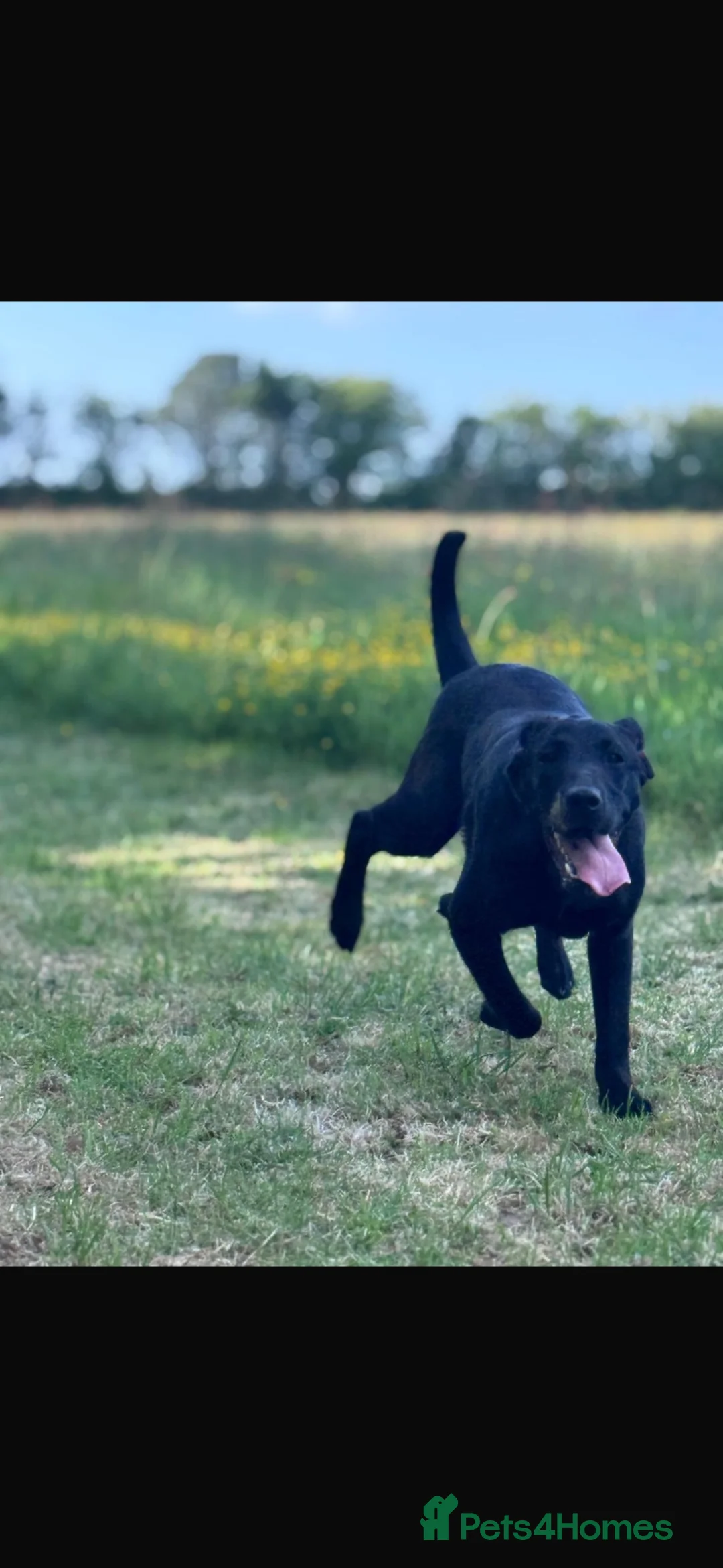 Labrador Retriever dogs for sale: beautiful black lab  - Advert 2