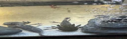 Axolotl reptiles for sale: Axalotol and tank - Advert 2