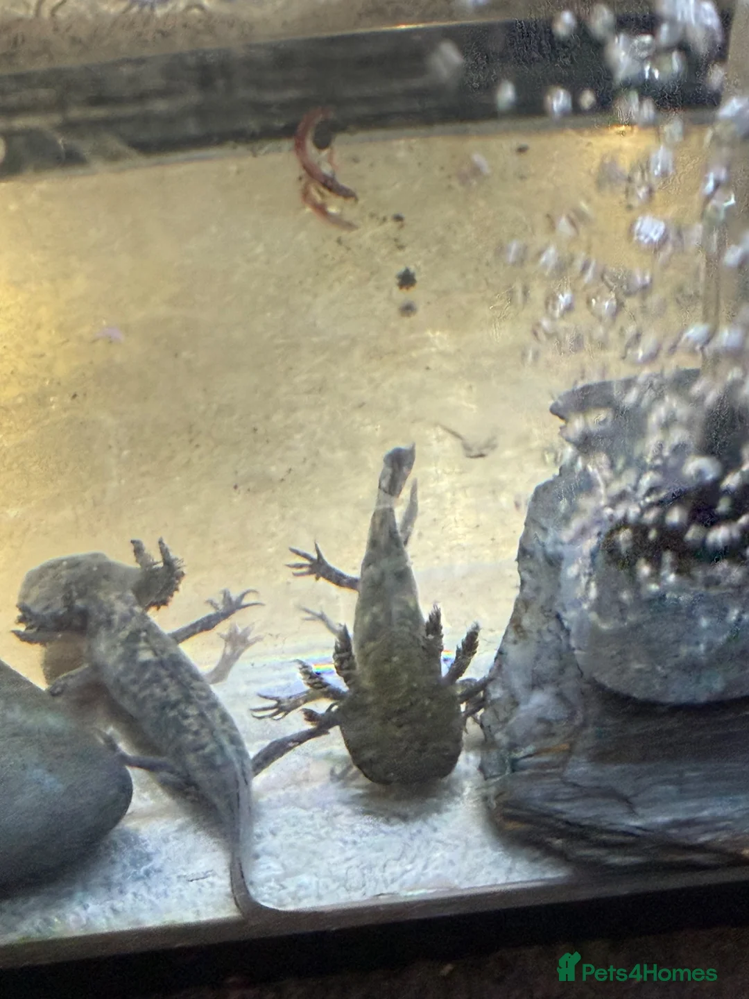 Axolotl reptiles for sale: Axalotol and tank - Advert 2