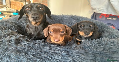 Miniature Dachshund dogs - Advert 12