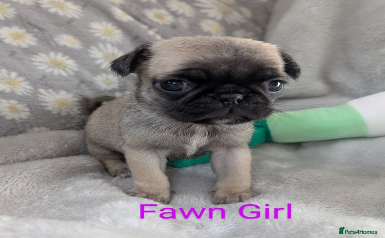 Pug dogs - Advert 2