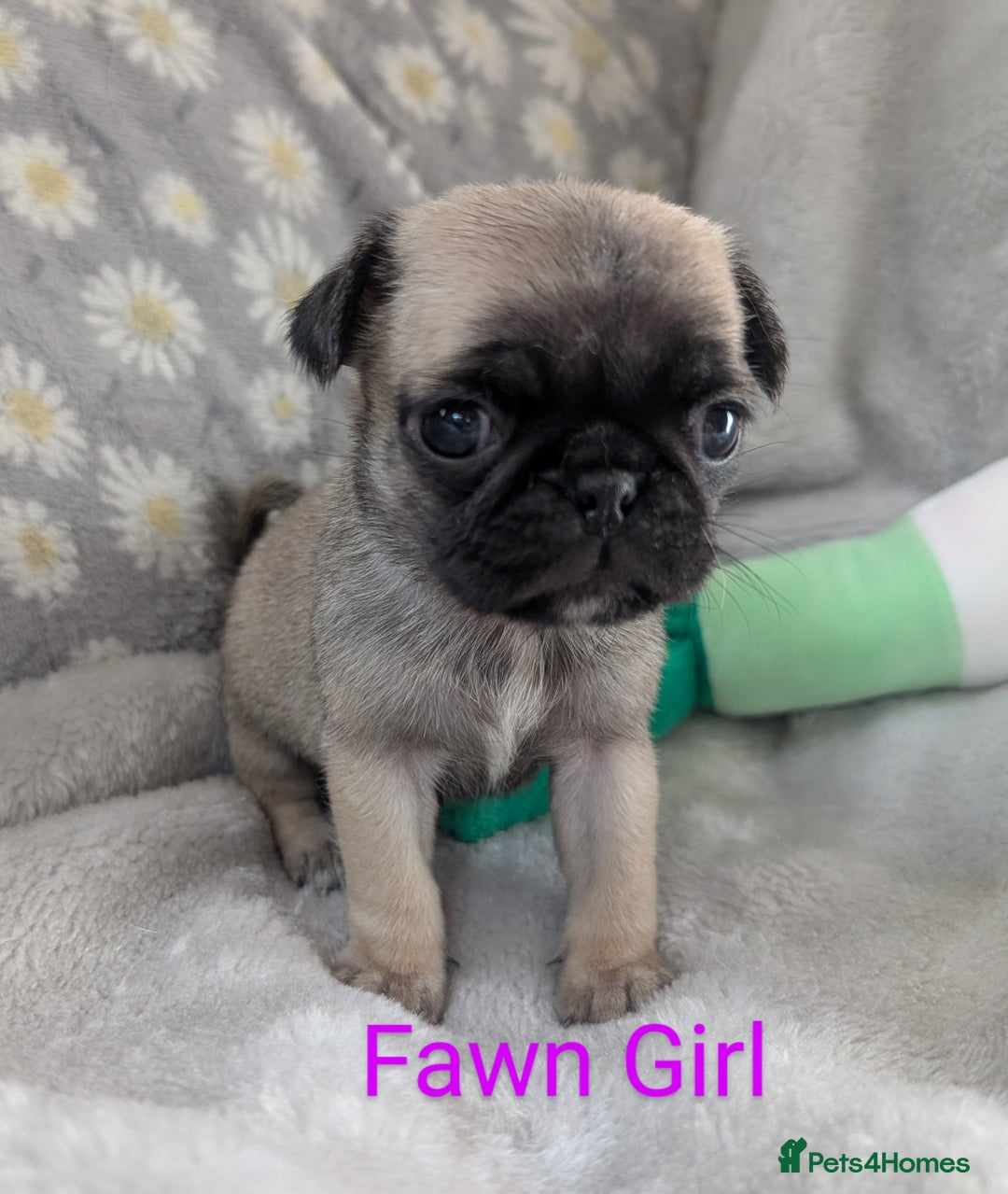 Pug dogs for sale: Quality PUG puppies. Fawn.Black and Blue/Tan - Image 4