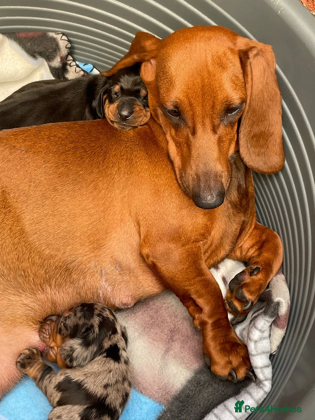 Dachshund dogs for sale: Full Pedigree Dachshund ❤️🧡💚🩵 - Advert 8