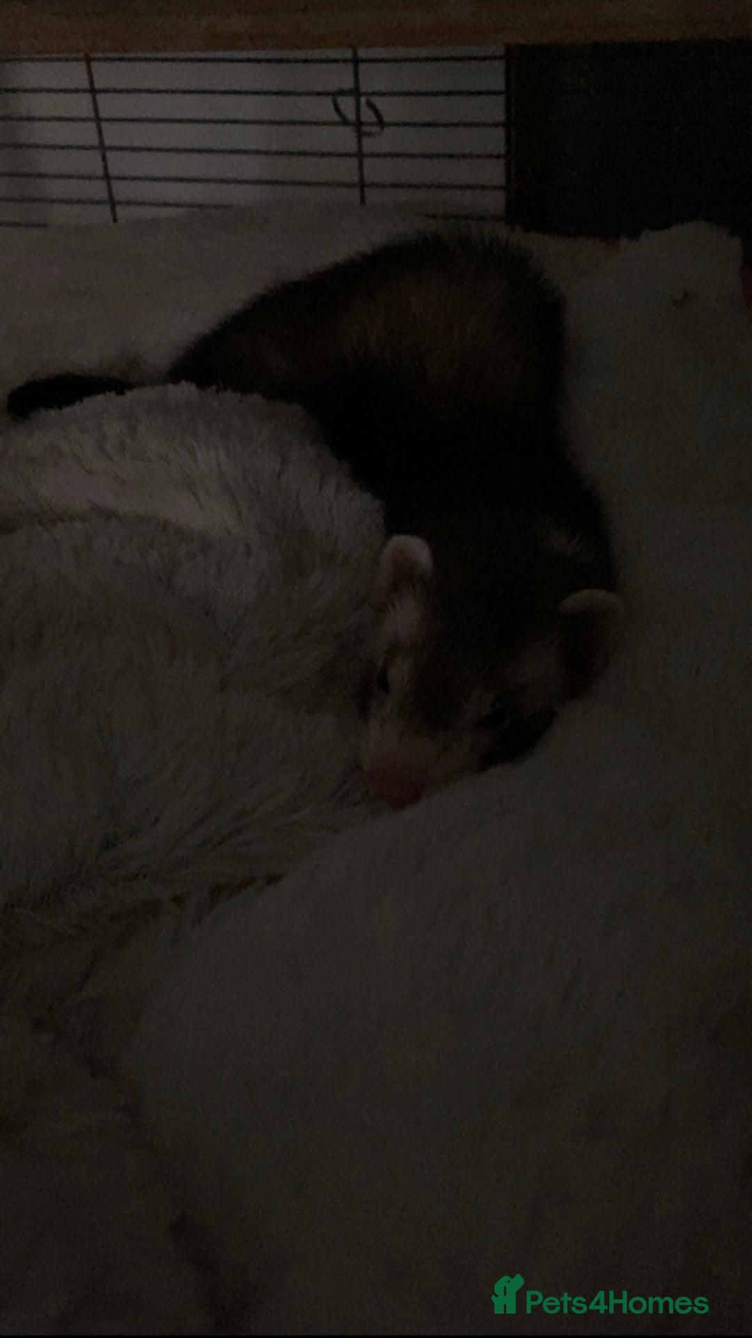 Ferret rodents for sale: bambi and kiko - Advert 2