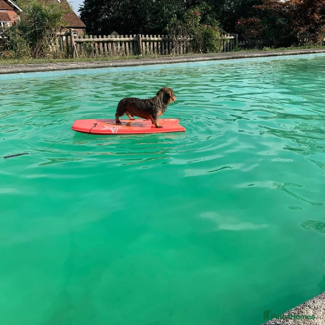 Miniature Dachshund dogs for stud: Miniature Wirehaired Dachshund for Stud in Ringwood - Advert 2