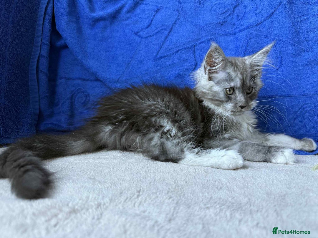 Maine Coon cats for sale: Maine coon girl - Advert 3