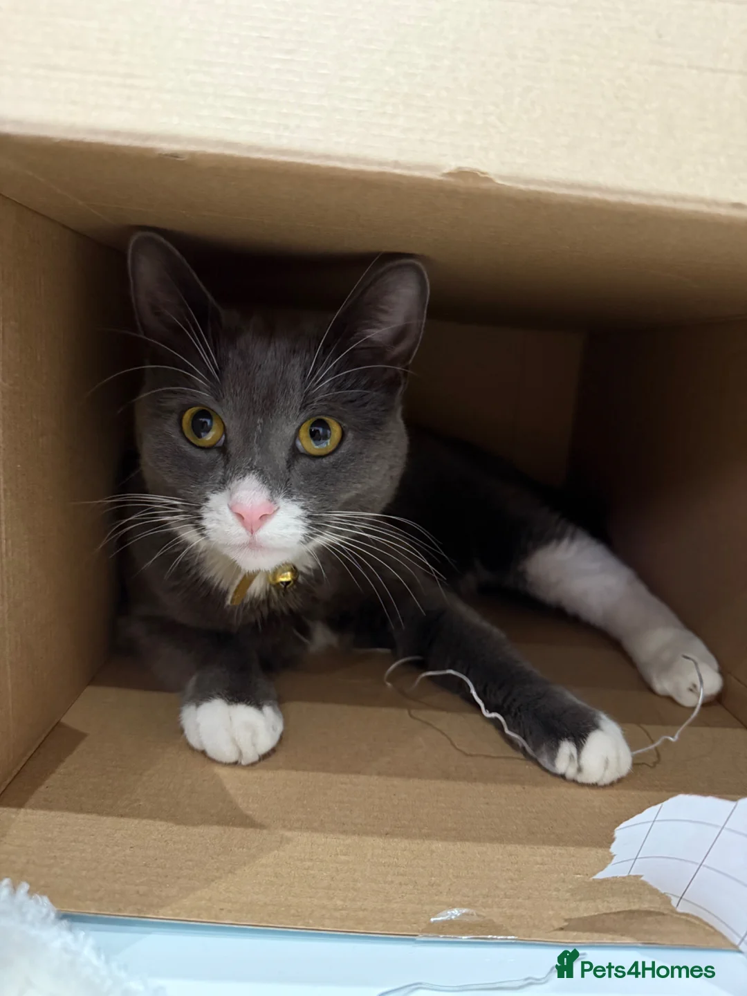 Mixed Breed cats for sale: Rambo 🤍 - Advert 11