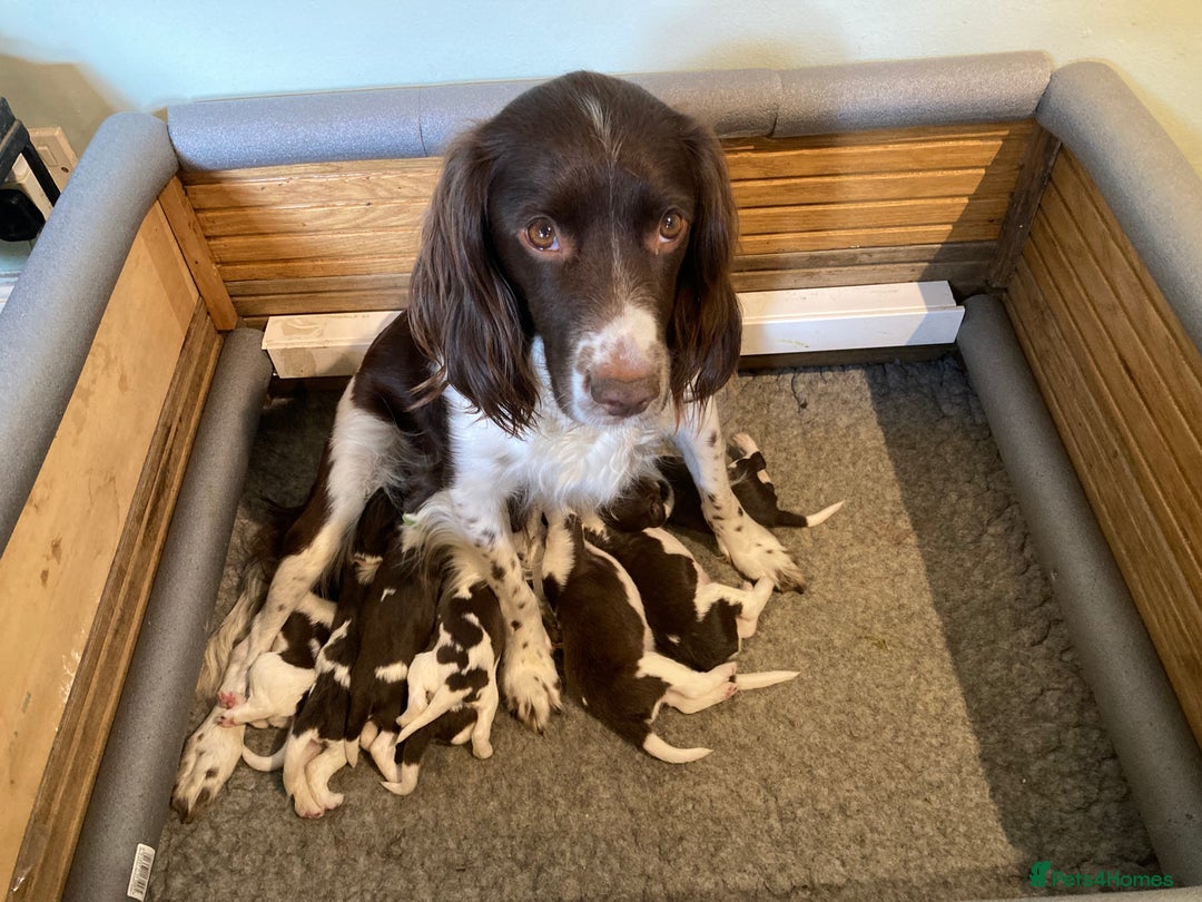 English Springer Spaniel dogs for sale: FIFTH generation! 7 litters, 36 pups, 32 families! - Image 9