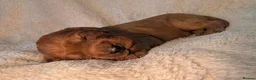 Irish Doodle dogs for sale: Irish doodle puppies - Advert 14