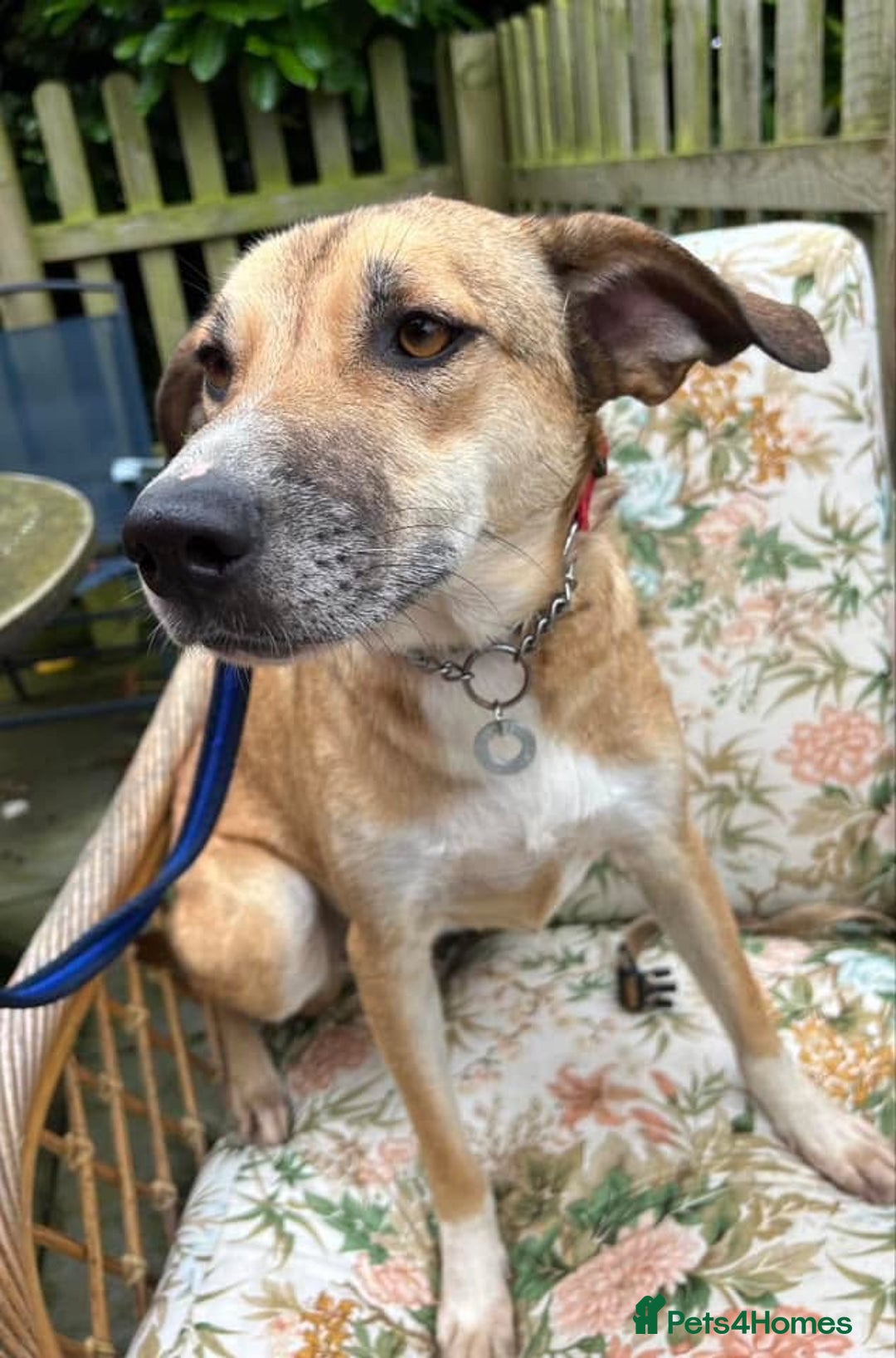 Mixed Breed dogs for adoption: Sara - Norwich Norfolk  - Image 14