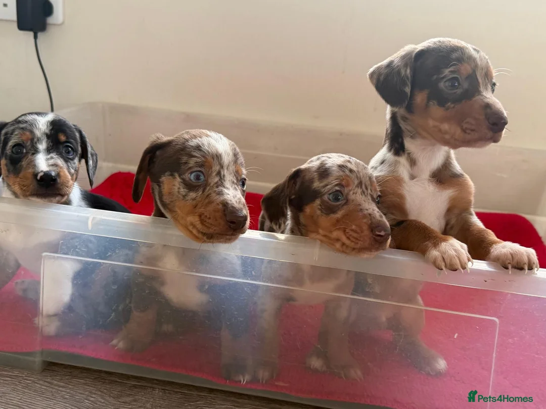 Mixed Breed dogs for sale: Saluki X Dachshund  - Advert 4