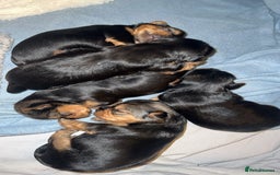 Mixed Breed dogs for sale: Yorkshire biewer terrier puppies  - Image 2