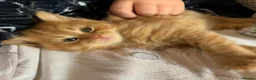 Turkish Angora cats for sale: 6 x Turkish Angora kittens - longhaired stunners - Advert 11