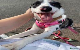 Border Collie dogs for sale: Beautiful female border collie  - Image 5