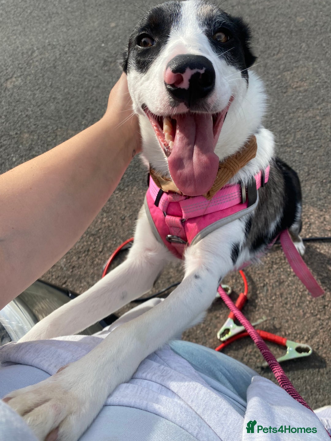 Border Collie dogs for sale: Beautiful female border collie  - Image 5