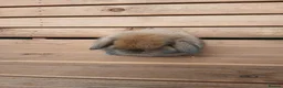 Mini Lop rabbits for sale: (ON HOLD) Stunning purebred mini lop baby buck - Advert 8
